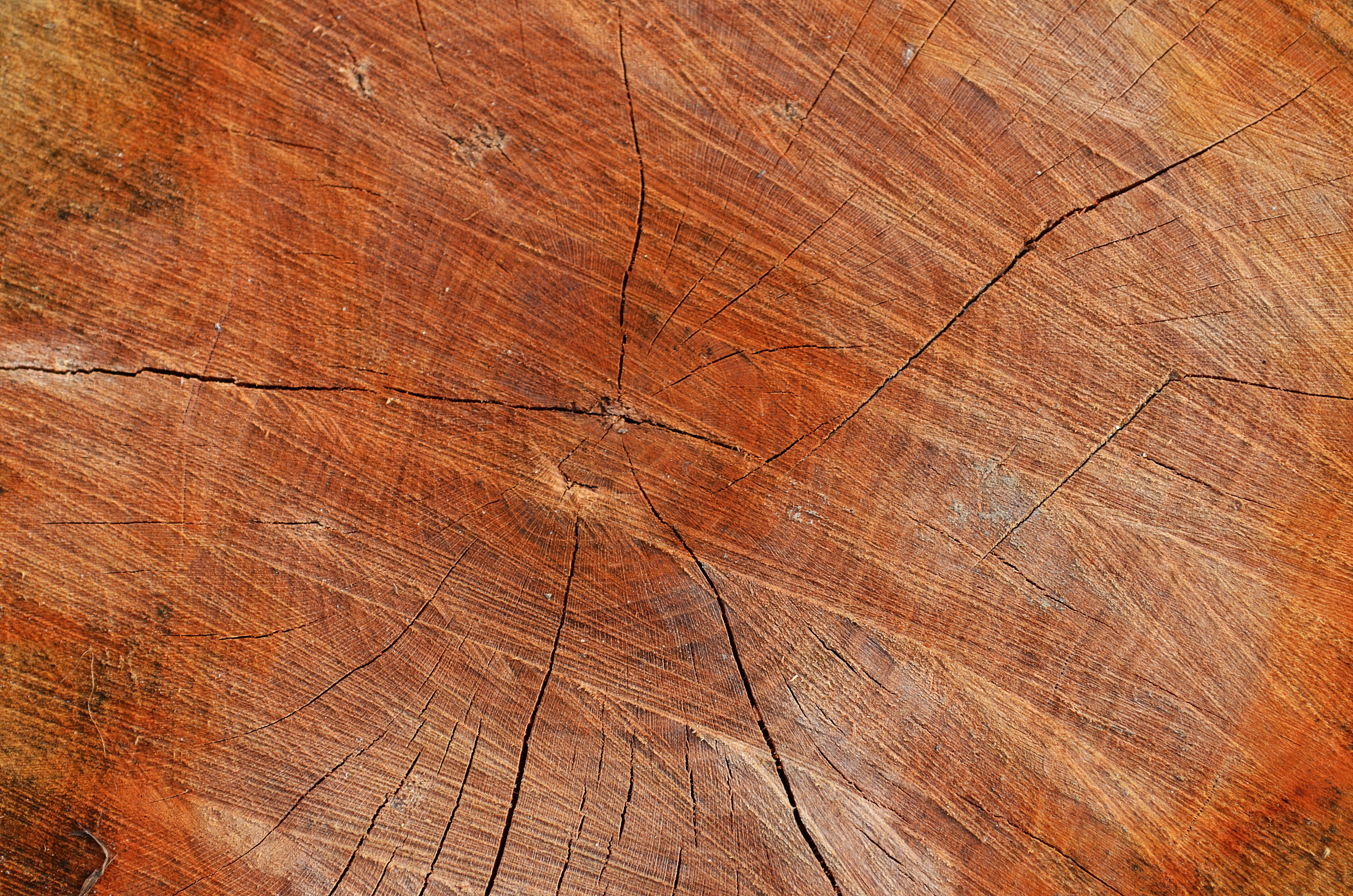 Carican Forest Products Inc. – Exotic wood Cumaru or Ipe decking supplier